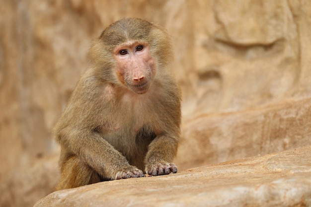 Majestic Hamadryas Baboon in Captivity – Free Stock Photo Download