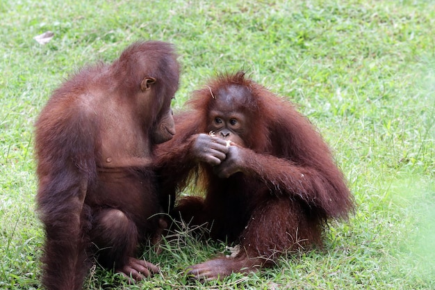 Sumatran Orangutans Playing Together