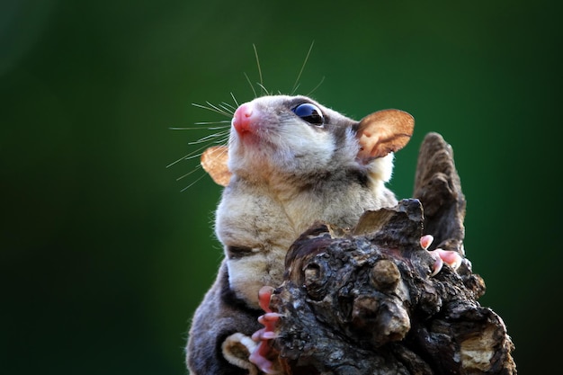 Cute Face Sugar Glider on Wood – Free Stock Photo for Download