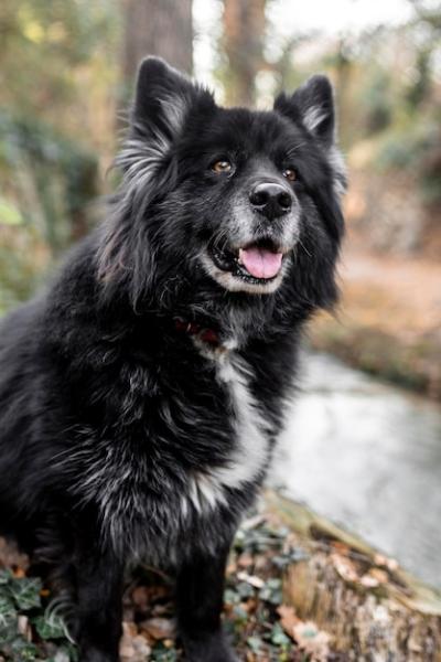 Happy dog standing outdoors