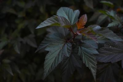 High Angle Shot of Dark Green Leaves on a Bush