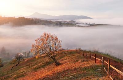 Shiny tree on a hill slope with sunny beams at mountain valley covered with fog