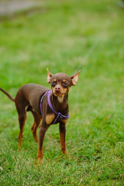 Cute Prague Ratter Playing Outdoors at Daytime