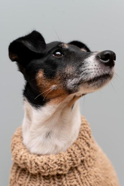 Beautiful Jack Terrier Dog Pet Portrait Free Stock Photo