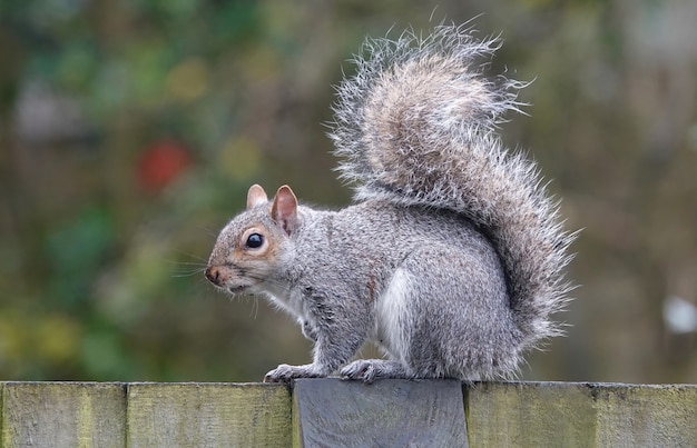 Eastern Gray Squirrel Closeup – Free Stock Photo for Download