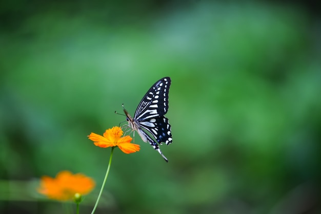 Butterfly on an orange flower