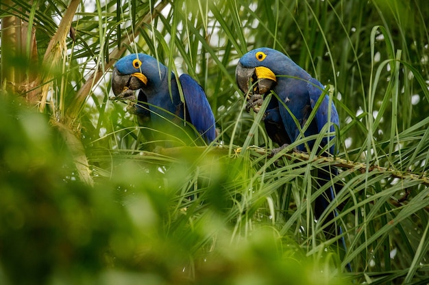 Hyacinth Macaw on a Palm Tree in the Nature Habitat