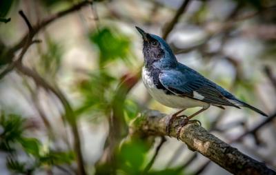 Black-throated Blue warbler (Setophaga caerulescens) Free Stock Photo