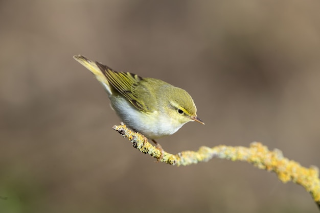 Adult Wood Warbler Phylloscopus sibilatrix in Malta, Mediterranean