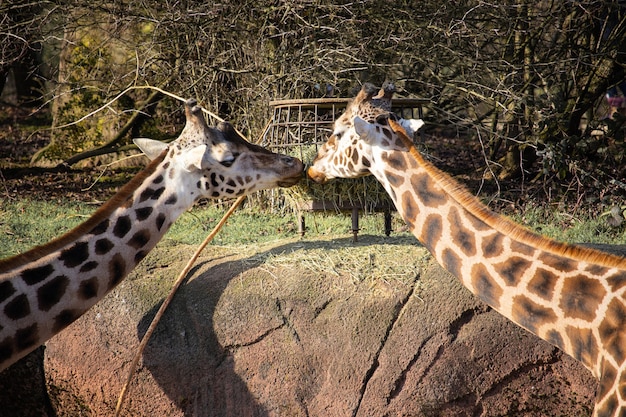 Closeup Shot of Two Giraffes Eating Hay from a Feeding Trough