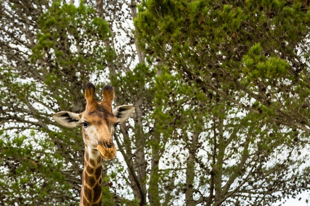 Low angle shot of a beautiful giraffe standing in front of the beautiful trees