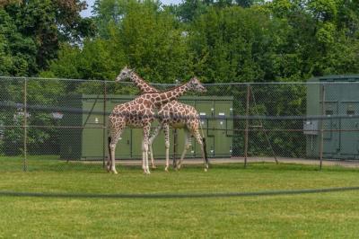 Picture of giraffes walking in a court surrounded by fences and greenery in a zoo