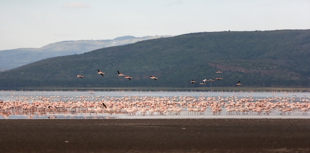 Flock of Greater Pink Flamingos