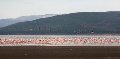 Flock of Greater Pink Flamingos