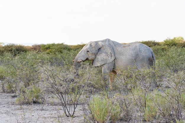 African Elephant Eating Acacia Tree in Etosha National Park, Namibia