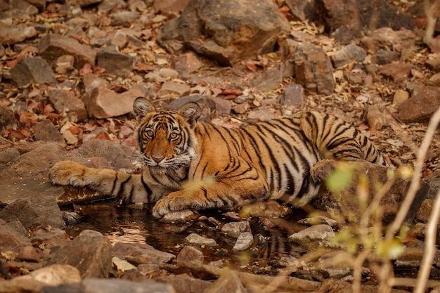 Amazing Bengal Tiger in the Nature