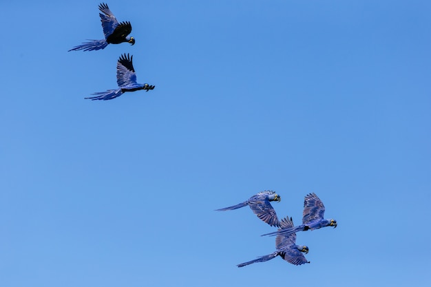 Low Angle View of Hyacinth Macaws Flying in the Blue Sky at Daytime