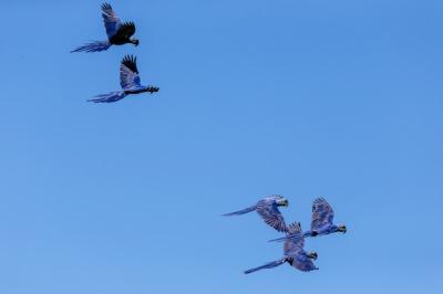 Low Angle View of Hyacinth Macaws Flying in the Blue Sky at Daytime