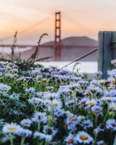 Field of blossoming beautiful blue daisies