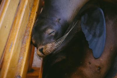 Sea Lion Relaxing: Closeup Shot with Eyes Closed