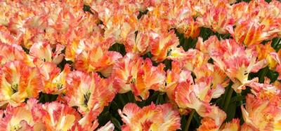 The tulip field in Netherlands – Free Download