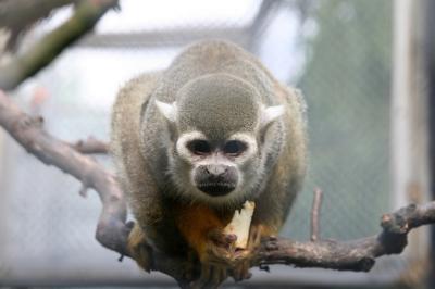 Monkey on Tree Branch – Free Stock Photo for Download