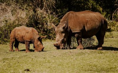 Mesmerizing shot of rhinoceroses on the green grass at daytime