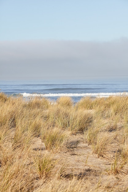 Vertical Shot of Beachgrass in the Morning at Cannon Beach, Oregon