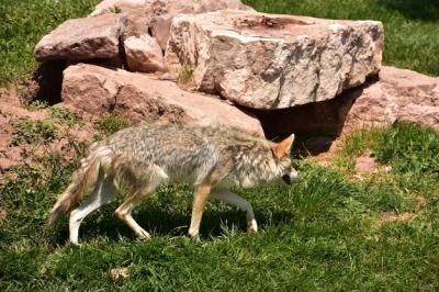 Coyote on the prowl moving through thick green grass – Free Stock Photo Download