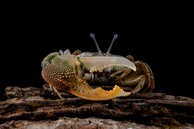 Closeup of Fiddler Crab on Black Wall: Free Download