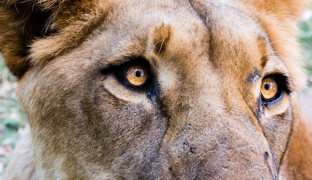 Closeup Shot of a Lioness: Free Download Stock Photo