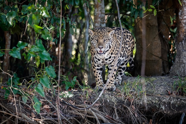 American Jaguar in the South American Jungle Nature Habitat