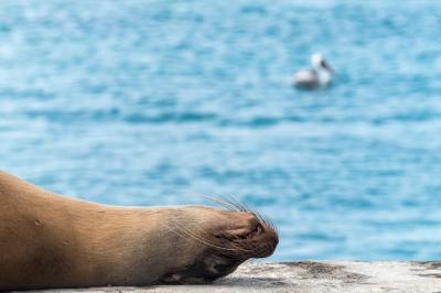 Sea lion sleeping on a pier the sea in Galapagos Islands, Ecuador – Free Stock Photo