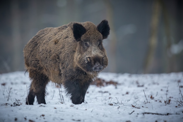 Wild Boar in the Czech Republic Forest â Free Stock Photo Download