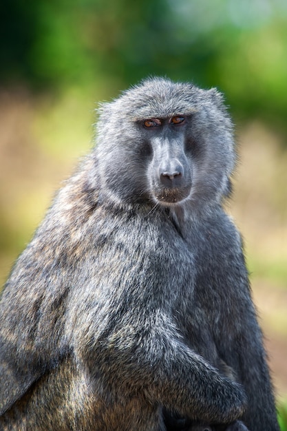 Young olive baboon in National Park of Kenya, Africa