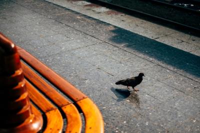 Bird walk in public – Free Stock Photo Download