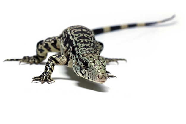 Argentine Black and White Tegu Closeup on White Background