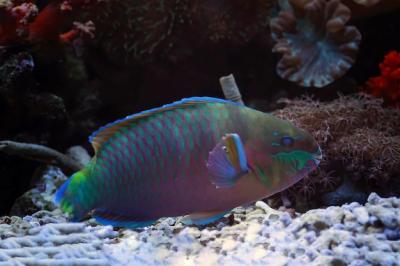 Blue parrot fish or green humphead parrot fish closeup from side view