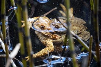 Beautiful shot of a couple of frogs in the small lake called Sulfner on South Tirol, Italy