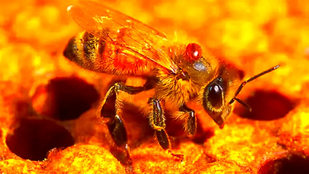 Is It Illegal To Kill Bees In California Understanding The Laws 