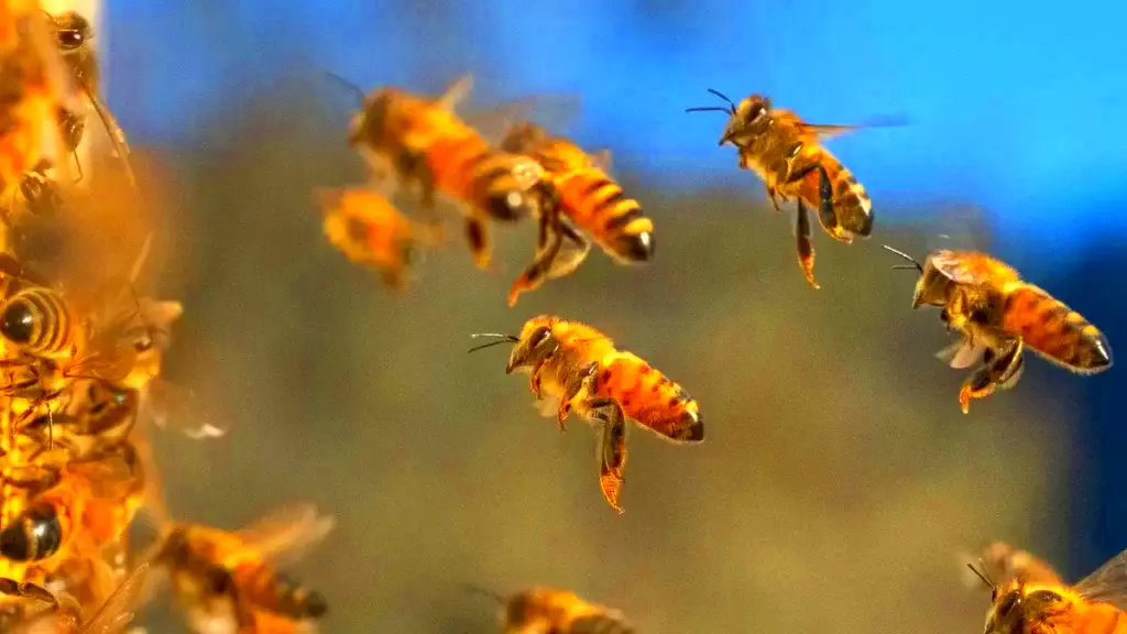 Is it illegal to Kill Bees in Texas Legal Consequences 