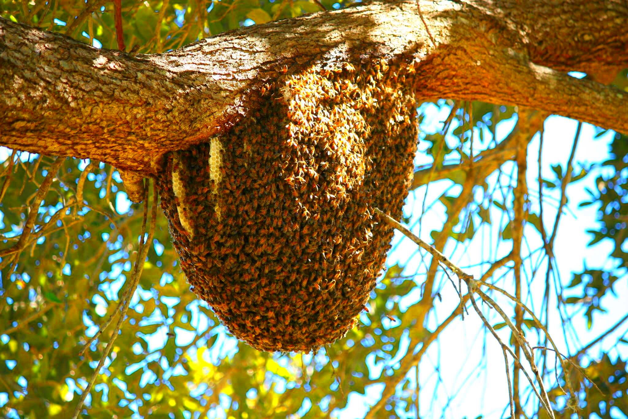 85 Amazing Is It Legal To Kill Bees In California insectza