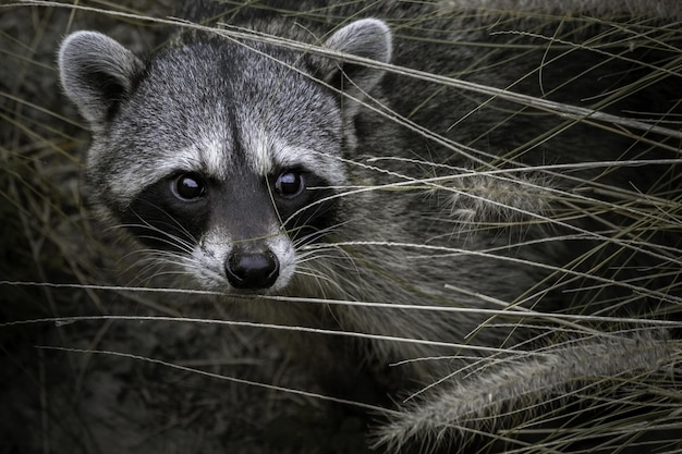 Beautiful Shot of a Cute Raccoon Face