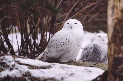 Two Snowy Owls Sitting in Winter Forest