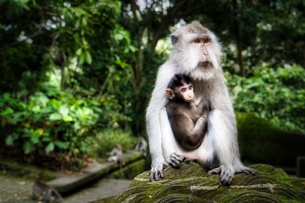 Cute Mother Macaque Monkey Holding Its Baby