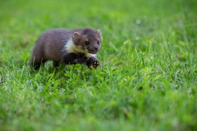 Beautiful Cute Beech Marten Forest Animal Martes Foina