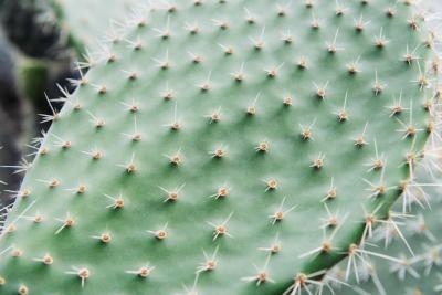 Cactus closeup – Free to download stock photo