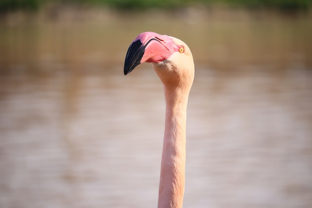 Closeup Pink Flamingo Head in Front of Water