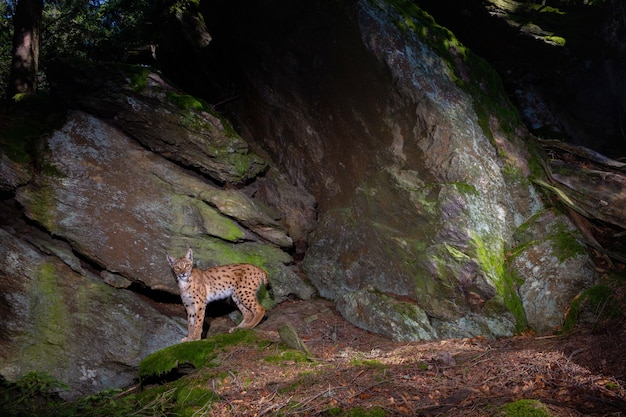 Eurasian Lynx Marking His Spot During Night – Free Download