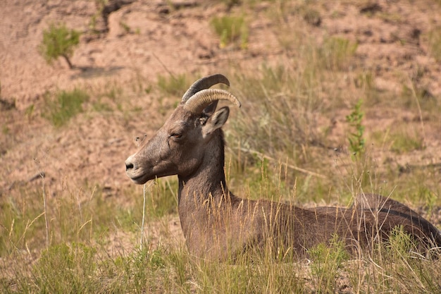 Badlands valley with a bighorn sheep resting in the summer